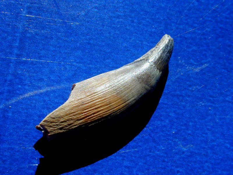 Didelphodon vorax Fossil Tooth of Early Marsupial Mammal