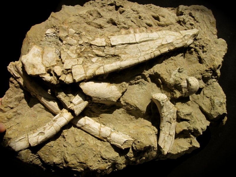 Camel Fossil from California