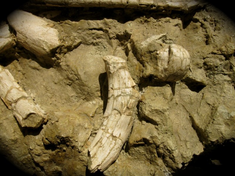 Camel Fossil California