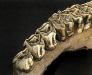 Megaloceros Fossil