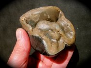 Dicerorhinus kirchbergensis Wholly Rhino Tooth from Germany Fossils for Sale