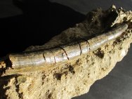 Rare Desmostylus Tusk Fossil