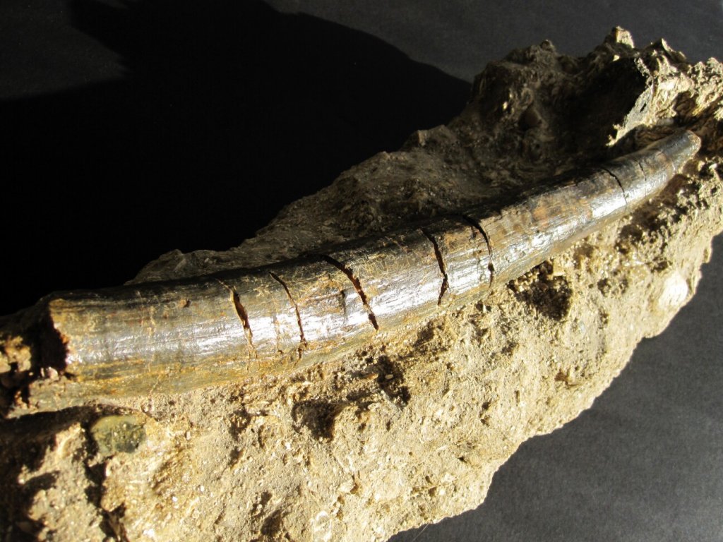 Desmostylus hesperus Tusk Fossil
