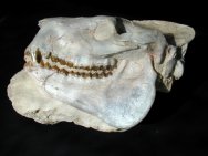 White River Eporeodon major Oreodont Skull