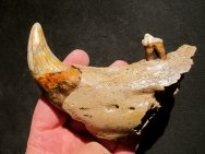 Ursus Cave Bear Jaw Section with Fang