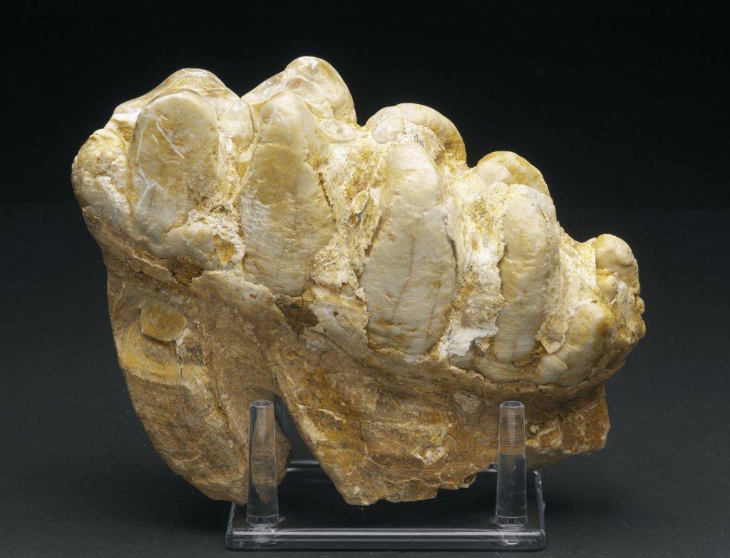 Miocene Elephant Gomphotherium Fossils