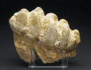 Gomphotherium Early Elephant