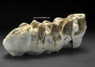 Platybelodon Primitive Elephant Tooth Fossi