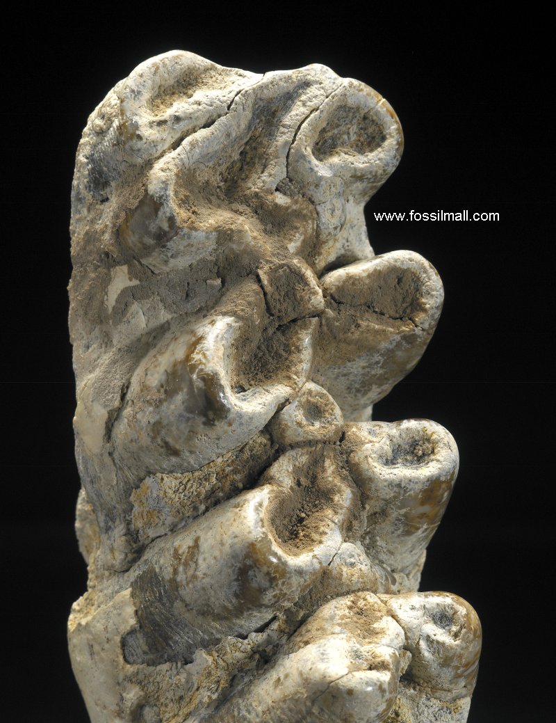Platybelodon Tooth