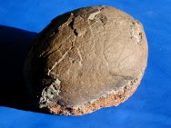 Hadrosaur Dinosaur Egg
