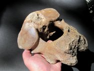 Mammuthus primigenius Fossil