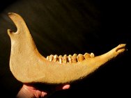 Bovine Fossil Jaw