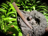 Brea Tar Sands Elk Fossils