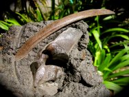 Brea Tar Sands Fossils