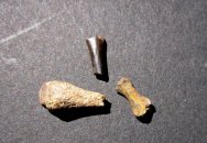 Dinoaur Age Bird Bone Fossils