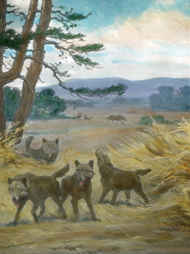 Dire Wolves