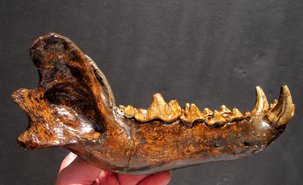Dire Wolf Jaw Fossil