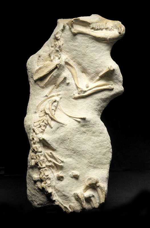 Hyaenodon Skeleton Museum Fossil