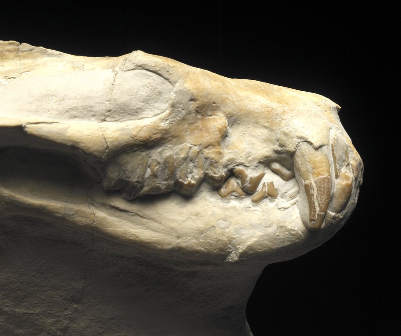 Hyaenodon Skeleton Museum Fossil