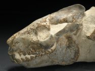 Merycoidodon Oreodont Skull