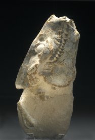 Merycoidodon