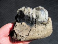 Dicerorhinus Wholly Rhino Jaw Fossil