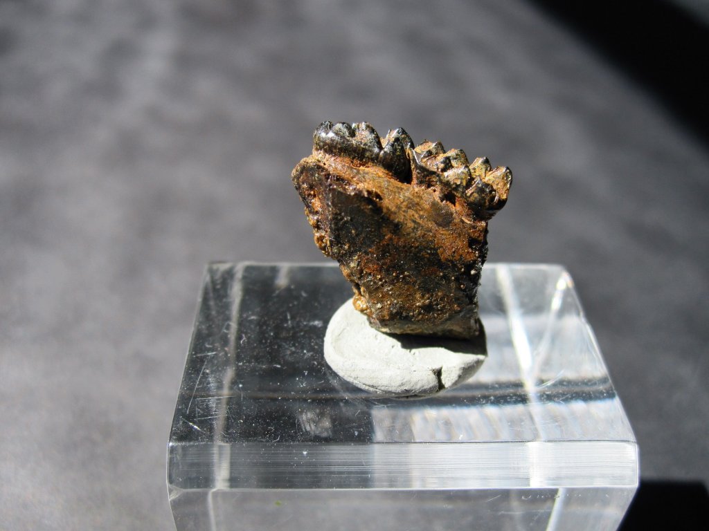 Mesodma Fossil