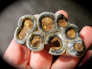 Desmostylus hesperus Fossil Mammal Teeth