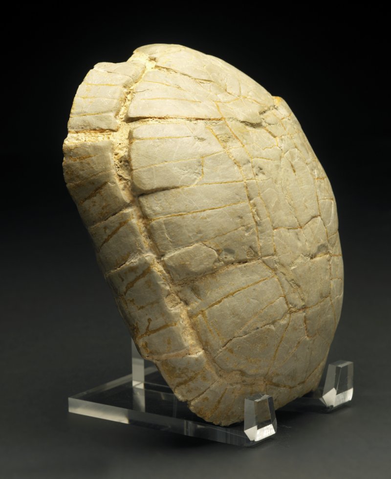 Stylemys nebraskensis Fossil Turtle