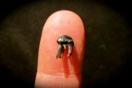 Meniscoessus Cretaceous Mammal Tooth from Hell Creek