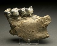 Coelodonta antiquitatis Wolly Rhino Fossil