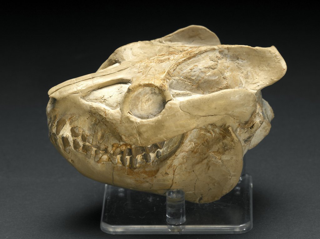 Leptauchenia Oreodont Skull