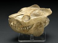 Leptauchenia Oreodont Skull