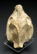 Leptauchenia Oreodont Fossil Skull