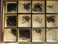 Mammal and Bird Micro Fossils