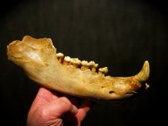 Fossil Cave Bear Jaw