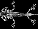 Branchiosaurus