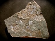 Permian Branchiosaurus Amphibian Fossil Death Assemblage