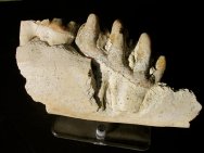 Gomphotherium Early Elephant Molar