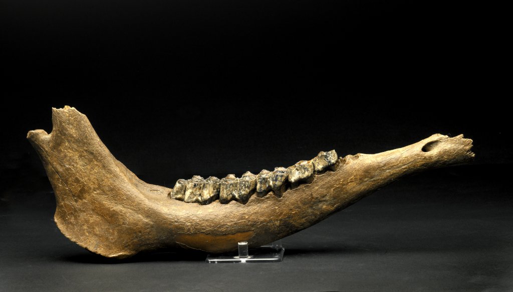 Megaloceros Jaw Fossil