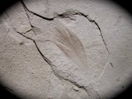 Feather Fossil