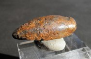 Dinosaur Age Trionyx Turtle Claw Fossil