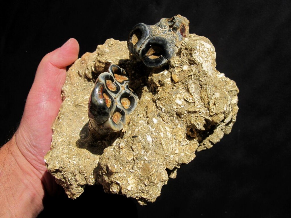 Desmostylus Teeth Fossils
