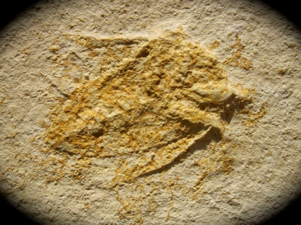 Mesobelostonum deperditum Solnhofen Insect Fossil