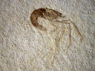 Solnhofen Fossil Shrimp