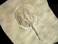 Solnhofen Mesolimulus Horseshoe Crab Fossil