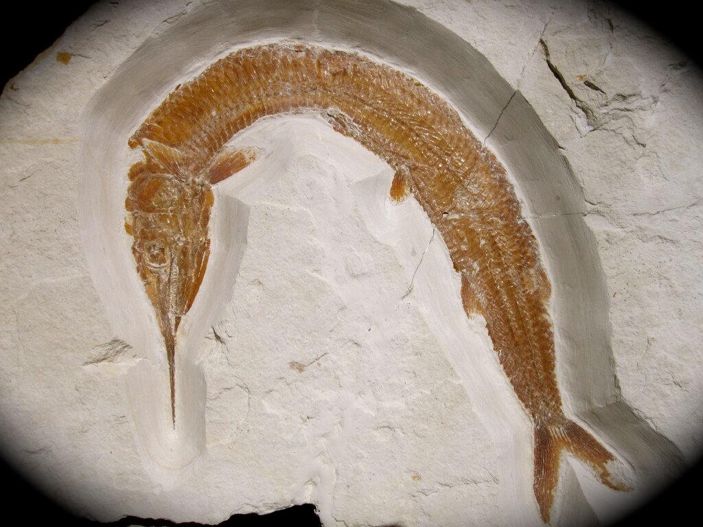Museum Aspidorhynchus acutirostris Fossil Fish
