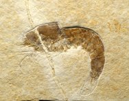 Sonlhofen Shrimp Fossil