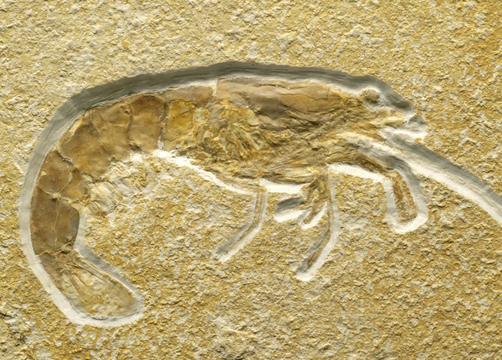 Solnhofen Fossil Shrimp Acanthochirana cordata