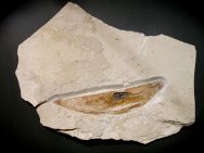 Plesioteuthis prisca Jurassic Squid Fossil Germany Lagerstätte Solnhofen